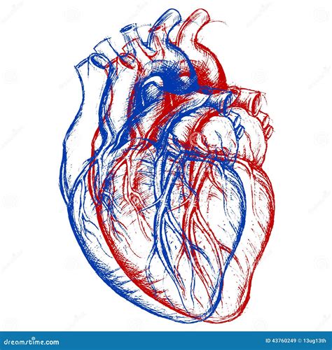 Coração Humano 3d Ilustração Do Vetor Ilustração De Três 43760249