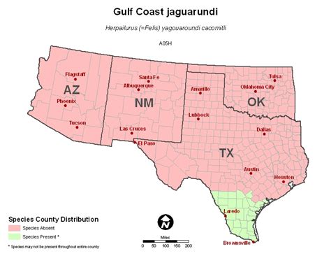 Bio 22710 The Gulf Coast Jaguarundi A Summary Of Current Status And