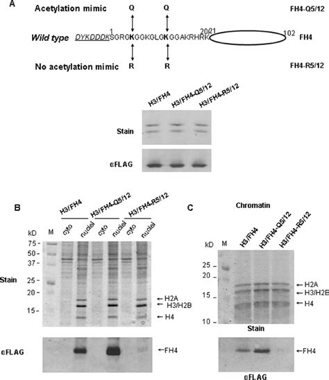 Histone H4 Acetylation Is Required For Nuclear Import And Facilitates