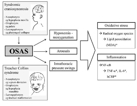 Causes And Consequences Of Obstructive Sleep Apnea Syndrome In