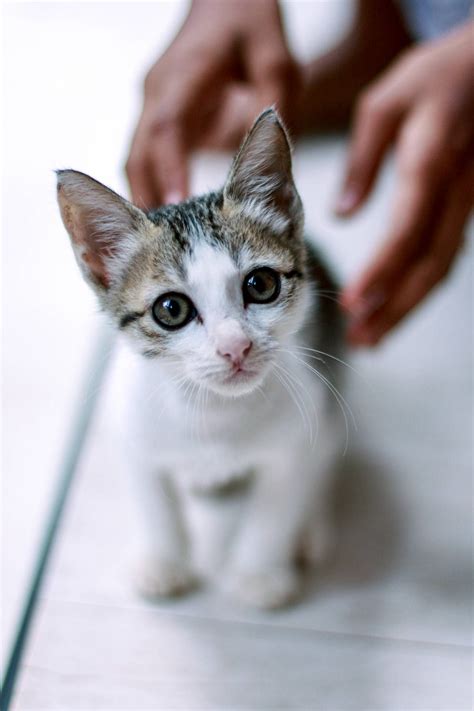 Download Cute Cat Love Kitten Wallpaper