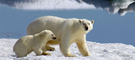 Wildlife In Canada Alaska And The Arctic Audley Travel Us