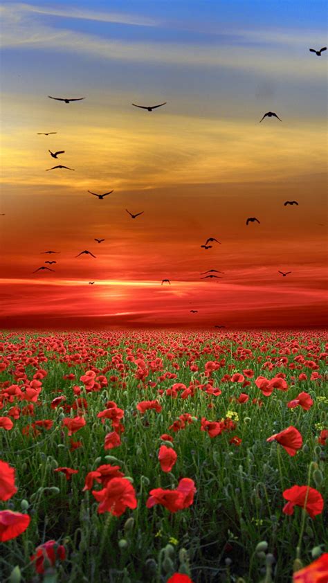 Download 1080x1920 Wallpaper Landscape Poppy Farm Sunset