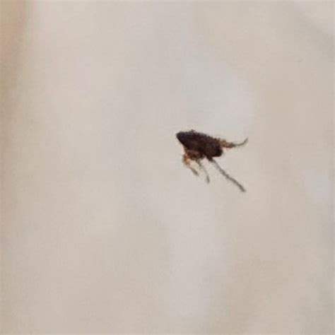Tiny Black Bugs In House That Jump