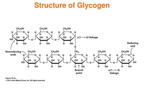 Ppt Chapter 16 Glycogen Metabolism And Gluconeogenesis Powerpoint