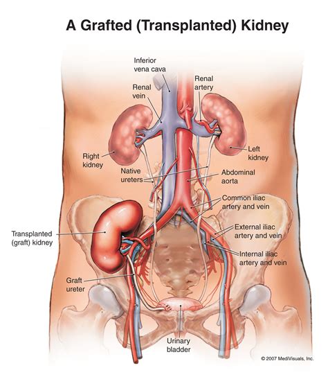 The two kidneys are located in the back of the abdomen on either side of the body. human anatomy of organs | Diabetes Inc.