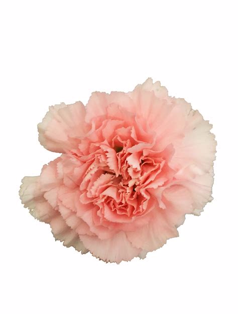 Pink Carnations In Bulk Metropolitan Wholesale Metropolitan Wholesale