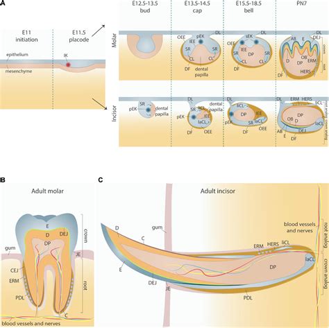 Frontiers Intertwined Signaling Pathways Governing Tooth Development