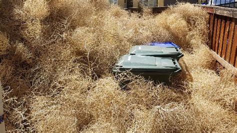 residents go for pitchforks after tumbleweeds take over towns in california and utah the west