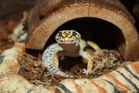 04 Factors Cause Leopard Gecko Impaction And Simple Treatment