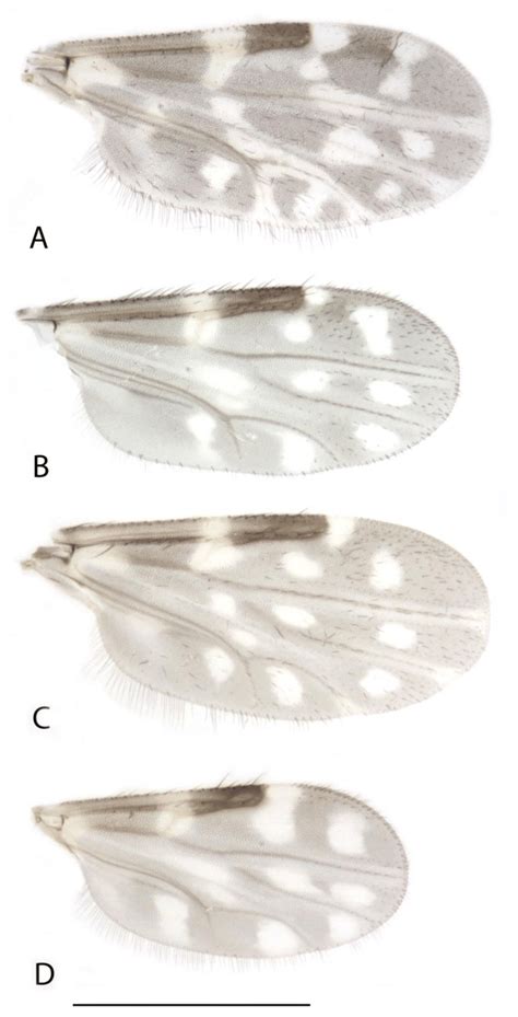 Wing Dorsal View Female A Culicoides Baueri Hoffman B Culicoides