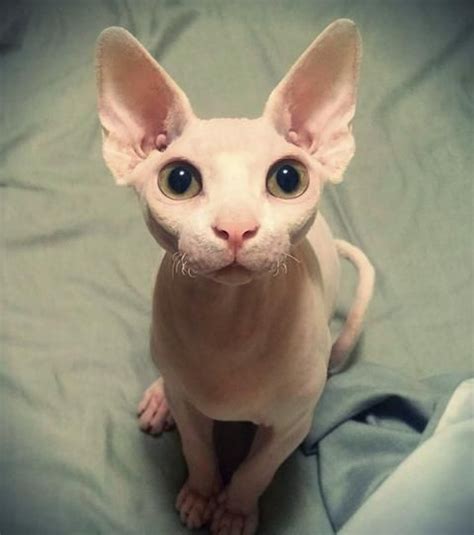 Top 10 Des Plus Beaux Chats Sphynx Beaux Chats Chat Sphynx Chat
