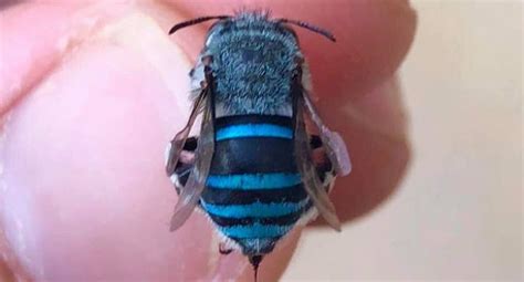 Blue Bees Go Viral In Australia After People Discover They Exist
