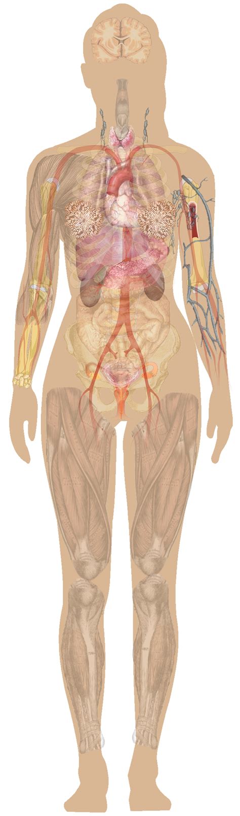 Woman body with bone skeleton back view stock illustration. Some detail on human anatomy woman | Human anatomy female ...