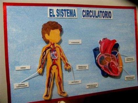 Maquetas Del Aparato Circulatorio Sistema Circulatorio Cuerpo Humano