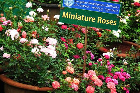 Miniature Roses Care Guide Plantly