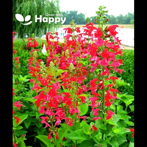 Texas Sage Scarlet Sage Salvia Coccinea Happy Green Shop