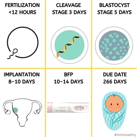 The Six Steps Between Ovulation And Having A Baby Storkacademy