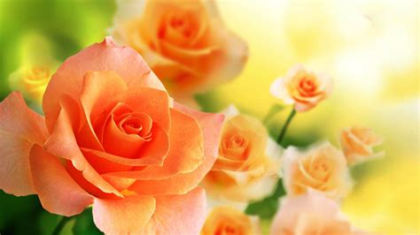Wallpaper Most Beautiful Orange Rose In The World Hd Images With Flower