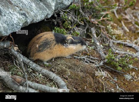 Norway Lemming Lemmus Lemmus Near Its Burrow On The Tundra