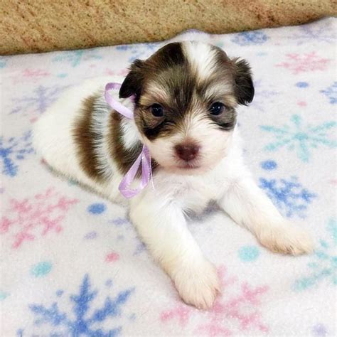 Find west highland terrier dogs and puppies from oregon breeders. Havanese Pups for Sale in Florida in Pompano Beach, Florida - Puppies for Sale Near Me