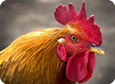 Symbol Meanings Of The Rooster Totem Meaning Bizarre News Rooster