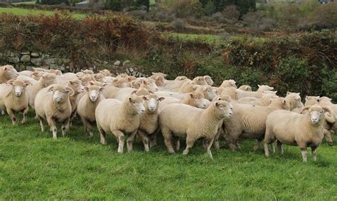 The Dorset Horn Sheep Breeders Association Dorset Sheep Sheep For