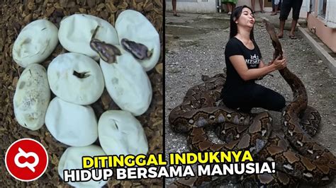 mimpi telur ular