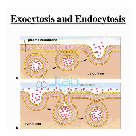 Mar 05, 2021 · endocytosis is the process of capturing a substance or particle from outside the cell by engulfing it with the cell membrane, and bringing it into the cell. Endocytosis Exocytosis Model India, Endocytosis Exocytosis ...
