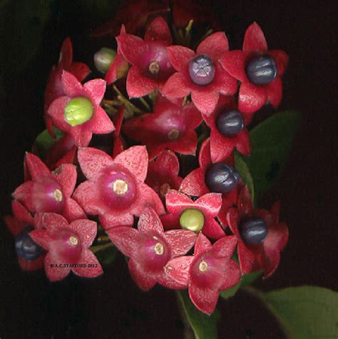 Clerodendrum Floribundum Lolly Bush — Territory Native Plants