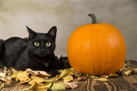 Pin By Adam Dusseau On Halloween Cats Black Cat Halloween