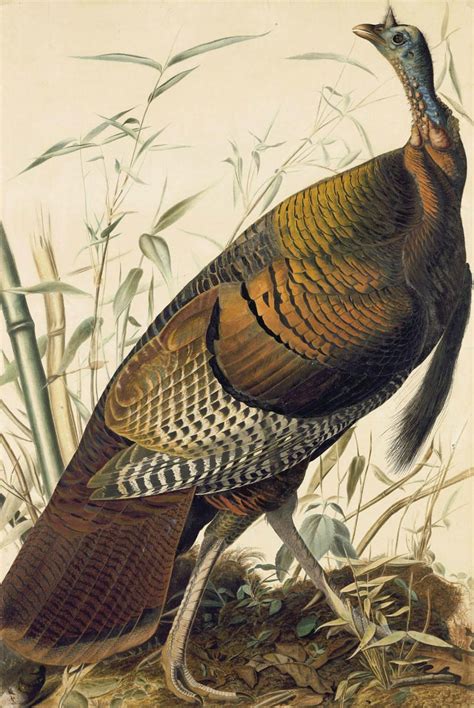just in time for thanksgiving a new audubon exhibit with the gallant wild turkey as the lead
