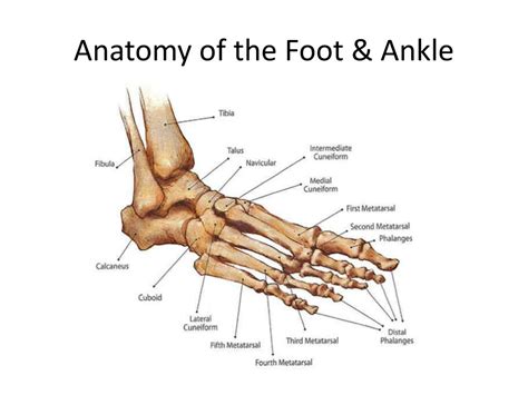 Ppt Foot And Ankle Injuries Powerpoint Presentation Free Download Id