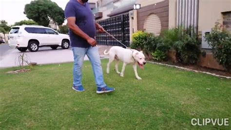 Check spelling or type a new query. Super Strong Dogo Argentino Stud - YouTube