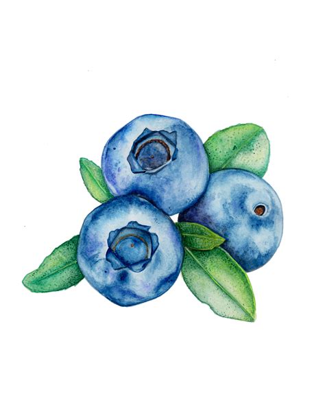 Blueberry Watercolor Print Set Of Art Collectibles Painting
