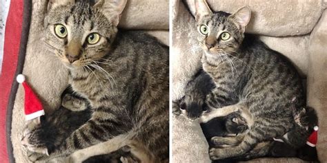 Cat Gave Birth To Kittens On Christmas Eve Right After She Was Rescued