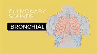 They have a medium pitch and the expiratory phase is usually. 02 _ Lung Sounds - Bronchial breath sounds - YouTube