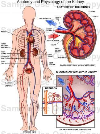 Kidneys filter waste out of the bloodstream and maintain the body's level of water. where is your kidney located? | LOLOLOLOL | Pinterest ...