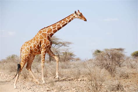 Facts About Reticulated Giraffe Maasai Giraffe Kenya Safaris Tours