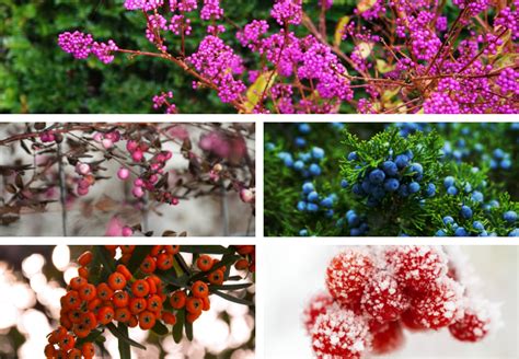 Unique Plants With Berries Berry Flower Gardening Blooming Secrets
