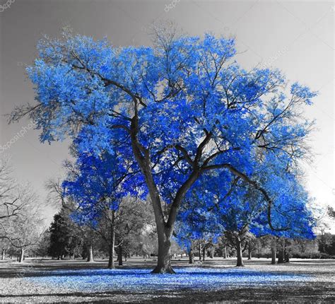 Big Blue Tree — Stock Photo © Deberarr 66033863