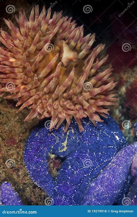 Anemone With Sea Star Stock Photo Image Of North Invertebrate 19279918