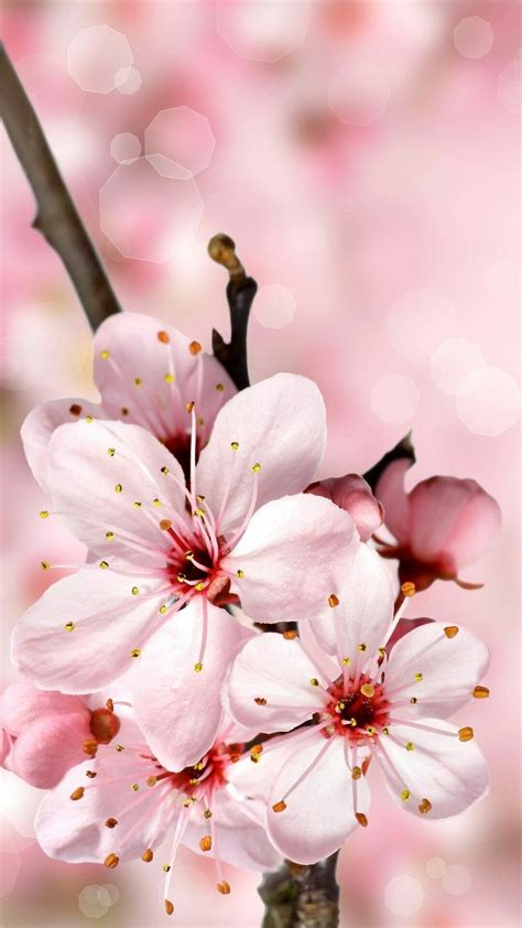 People worldwide usually associate cherry blossoms with spring in japan, but china's blooms are so magical, they might just become their national symbol as well. 24 Cherry Blossom iPhone Wallpapers - WallpaperBoat