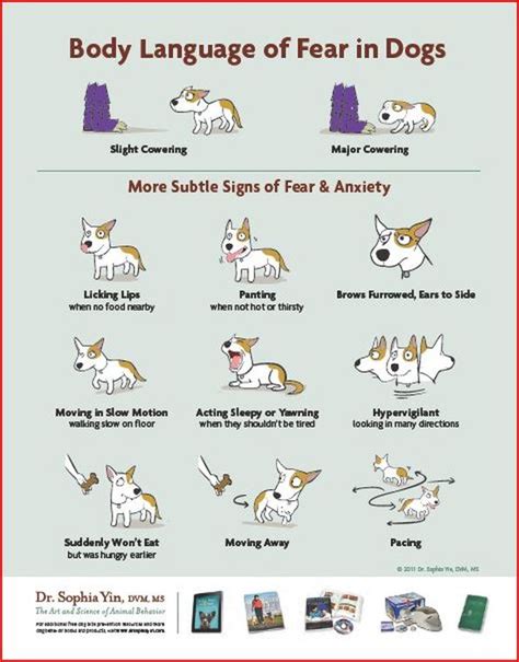 Poster Calming Signals Friends Of The Dog