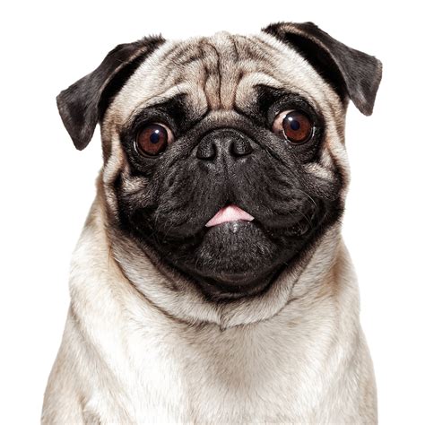 Pug Face Png png image