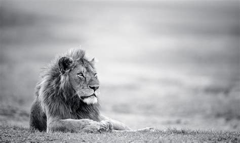 Download wallpapers lion for desktop and mobile in hd, 4k and 8k resolution. Black And White Lion HD Wallpaper 19164 - Baltana