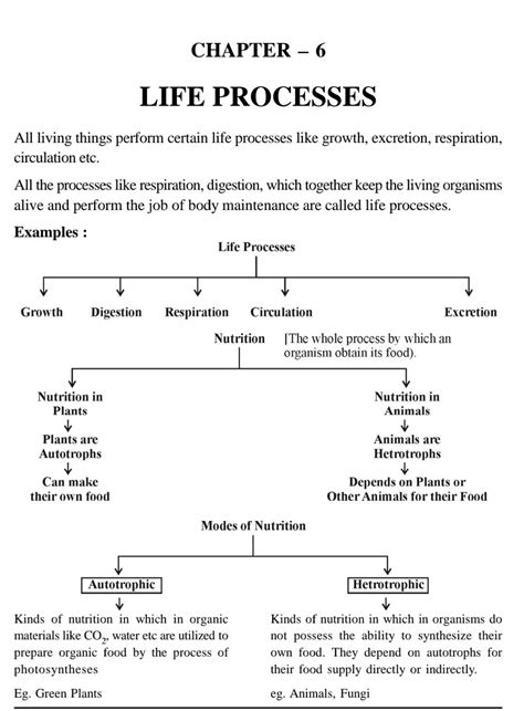 Flow Chart Of Life Process Class Chart Walls