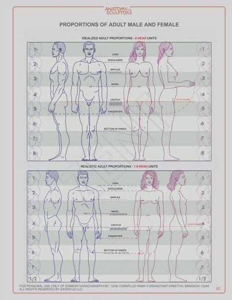 De B Sta Anatomy Proportions Bilderna P Pinterest Guider M Nniskokroppen Och Anatomi