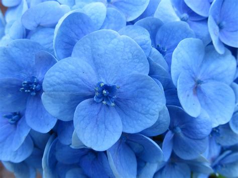 Maybe you would like to learn more about one of these? Popular Types of Blue Flowers | Blooms Today