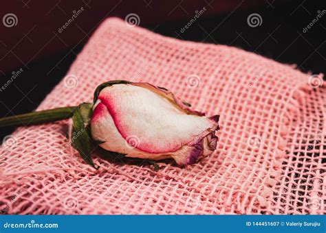 Fading Rose Stock Image Image Of Macro Fall Love 144451607